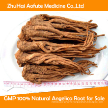 GMP 100% Natural Angelica Root for Sale